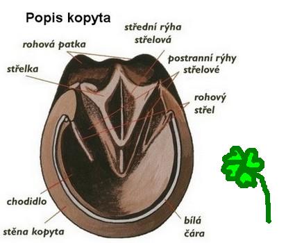 Popis kopyta