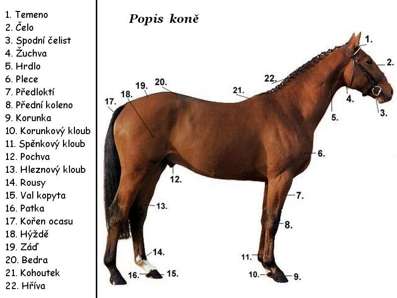 Popis koně